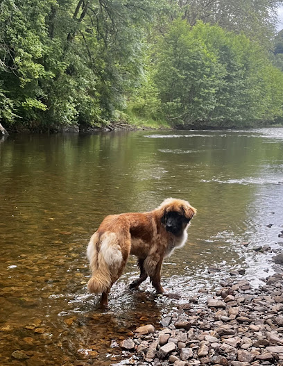 Elevage Des Rêves D'antan Éleveur De Chiens à Saint-Vincent-de-Connezac