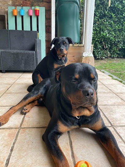 Monique HENNY, Dresseur de Chiens à Sagy