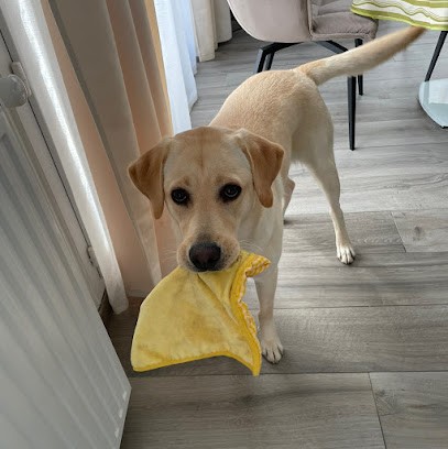 Yesdogeducation, Dresseur de Chiens à Melun