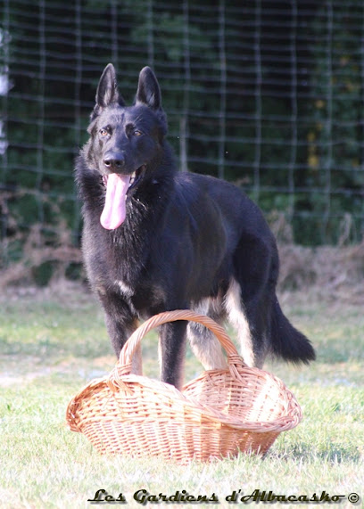 Les Gardiens D'albacasko, Éleveur De Chiens à la Forêt-Sainte-Croix