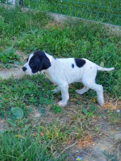 Elevage de la Sauvignere Pointer, Setter Anglais, Labrador, Golden Retriver, Eleveur de Chiens à Thue et Mue