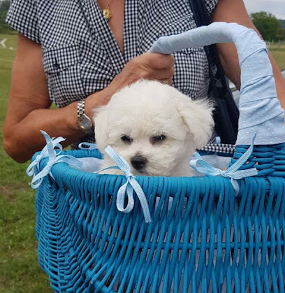 Élevage De La Plaine De Serrières : Éleveur De Bichon Frise Et De Berger Allemand Dans L'isère En Auvergne-Rhône-Alpes, Éleveur De Chiens à Trept
