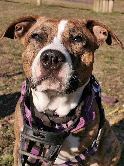 ANGEL'S OF CARMINE, Eleveur de Chiens au Plessis-Patte-d'Oie