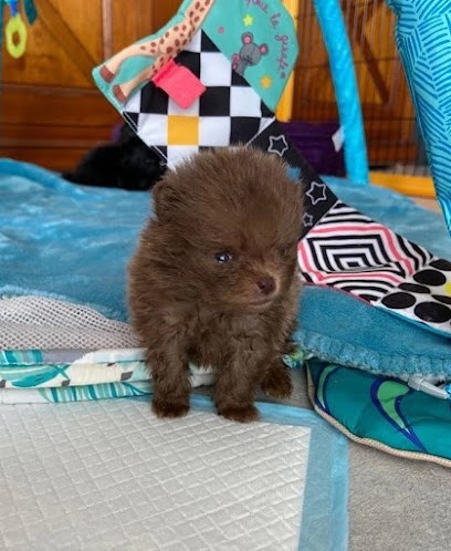 Les Aires De Courteline : Élevage de Spitz Nain en Corse, vente de chiot Spitz Nain Corse-du-Sud, Eleveur de Chiens à Eccica-Suarella