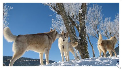 Elevage Des Garrigues Du Loup Du Canebas, Eleveur de Chiens à Carqueiranne