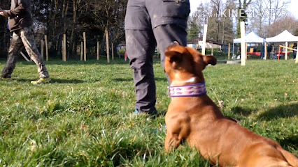 Positivdog Éducation Canine - Éducateur Comportementaliste Canin, Dresseur De Chiens à Oradour-sur-Glane
