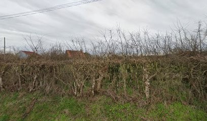 Élevage de la Brume des Néréides, Eleveur de Chiens à Mouhers