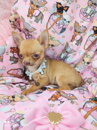 Élevage du Chihuahua de mes Rêves et du boxer d'Eros Black, Eleveur de Chiens à Saint-Vincent-en-Bresse