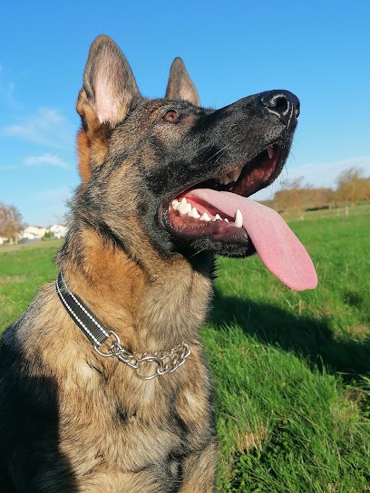 Du Mas De Montilla : Élevage Chiots Berger Allemand, Eleveur de Chiens à Héry