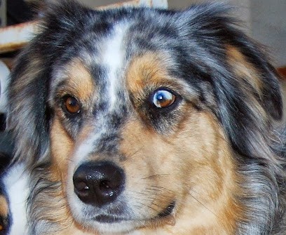 Elevage du Sentier des Costières, Eleveur de Chiens à Bouillargues