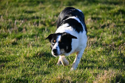 Julien Robert - Élevage & Dressage Border Collie, Dresseur De Chiens à Argueil