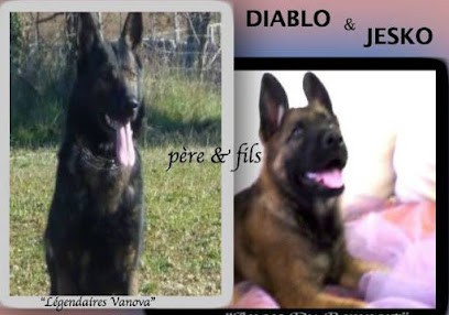 educateur canin 34 de beziers a st pons de thomieres, Dresseur de Chiens à Saint-Vincent-d'Olargues