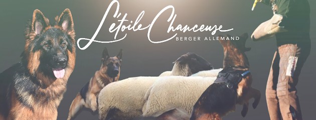 Élevage de Bergers Allemands et pension canine de L’etoile Chanceuse, Eleveur de Chiens aux Lèches