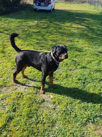 Obedience Canine Catalane, Dresseur de Chiens au Soler