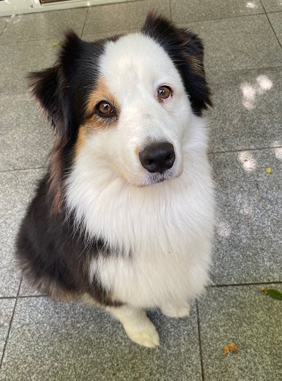 DARK SECRET GARDEN, Eleveur de Chiens à Saint-Jean-d'Illac