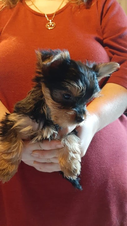 le domaine de neskenbo, Eleveur de Chiens à La Bazoche-Gouet