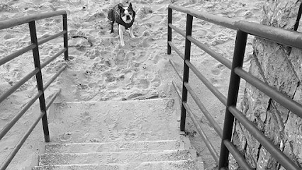 Educapluscanin et Paroles d’Animaux d’Elise., Dresseur de Chiens à Saint-Jean-de-Luz
