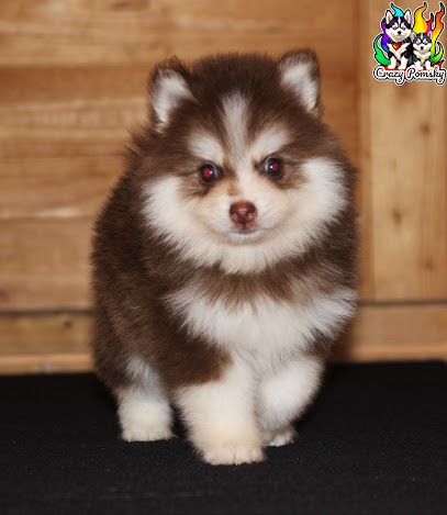 Élevage Crazy Pomsky Éleveur De Chiens à Montlhéry
