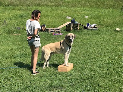 This Is Plus Canin & Cie, Dresseur de Chiens à Leyrieu