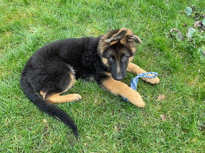 éducateur Canin Comportementaliste, Dresseur de Chiens à Suresnes