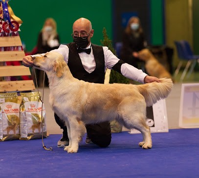 Golden Retriever de l'Hubac de Gaget, Eleveur de Chiens à Viens