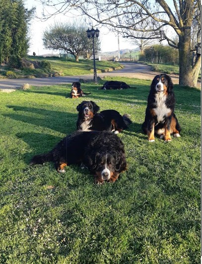 L'élevage du domaine du petit midi, Eleveur de Chiens à Chazelles-sur-Lyon