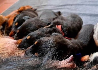 TERRES DE TOURNAY, Eleveur de Chiens à Favresse