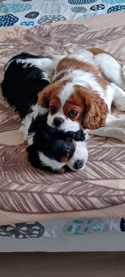 Elevage By Montet, Eleveur de Chiens à Noyant-de-Touraine