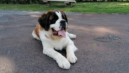 Le Meilleur Ami De L'Homme Educateur Comportementaliste Canin, Dresseur de Chiens à Mitry-Mory