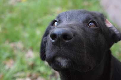 Éduque&Flaire - Éducateur Canin, Pension Corrèze/Lot, Dresseur De Chiens à Liourdres