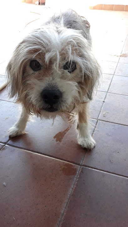 Castel Didier, Pension pour Chiens à Oye-Plage