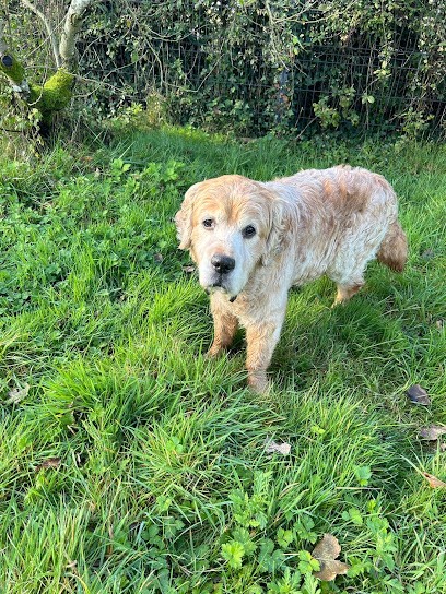 Élevage et Pension canine de la Douce Source: Éleveur de Westie (West Highland white terrier) et de Golden (Golden Retriever), Eleveur de Chiens à Audruicq