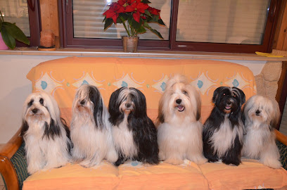 Terrier Tibetain De La Chapelle Des Anges, Éleveur De Chiens à Hésingue