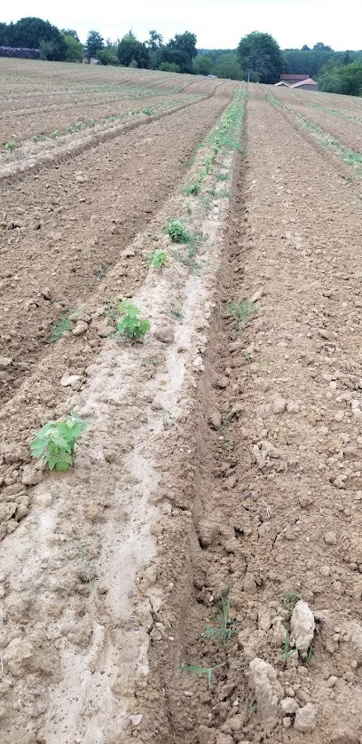 pension canine Hajoula, Pension pour Chiens à Lias-d'Armagnac