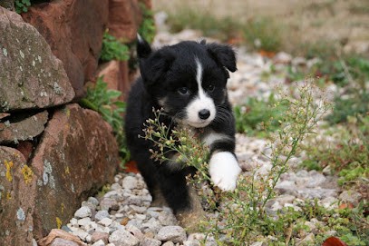 Elevage Des Roches Du Mettey sur rdv uniquement, Eleveur de Chiens au Val-d'Ajol
