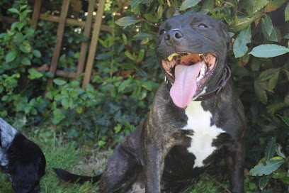 Le domaine de kerdusval boutique et pension pour chiens et chats, Pension pour Chiens à Plourin