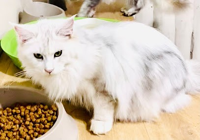 Élevage des Bains d’Aurensan, Eleveur de Chiens à Aurensan