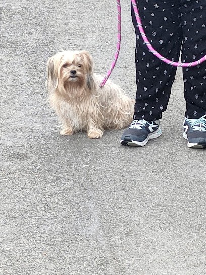 Antonio Rita Educateur Et Comportementaliste Canin, Dresseur de Chiens à Tourcoing