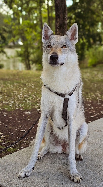Cynolistic, éducation canine, Dresseur de Chiens à Méricourt
