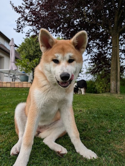Elevage No Kazoku, Eleveur de Chiens aux Moutiers-en-Auge