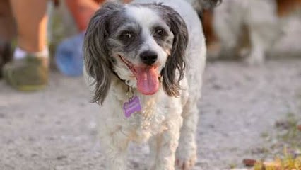 Lolo Cabot 74, Pension pour Chiens à Clarafond-Arcine