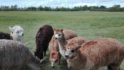 Élevage De L'attrapeur De Rêves, Eleveur de Chiens à Sallertaine