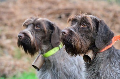 Elevage Coralicia, Pension pour Chiens à Saint-Thurien