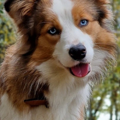 Elevage et Pension de l'aisance des Bois, Eleveur de Chiens à Villemandeur