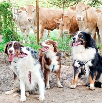 Berger américain du domaine d'Oza, Eleveur de Chiens à Gouy-Servins