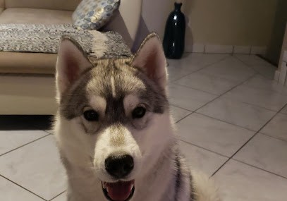 éleveur husky siberian et akita américain : élevage of cold winter nights, Eleveur de Chiens à Saint-Germain-l'Herm