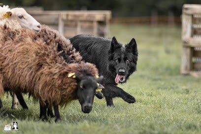 Pension canine De Viknane, Pension pour Chiens à Pleyben