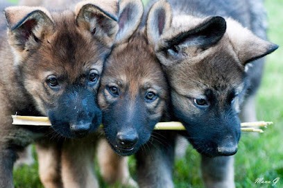 La cité des loups gris, Eleveur de Chiens à Wittenheim