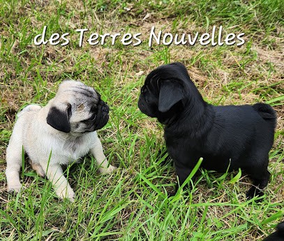 Des Terres Nouvelles, Eleveur de Chiens à Charbuy