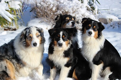 Elevage des Eoles du Sor, Eleveur de Chiens à Arfons